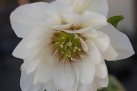 Helleborus�x hybridus `Winter Jewel Sparkling Diamond�